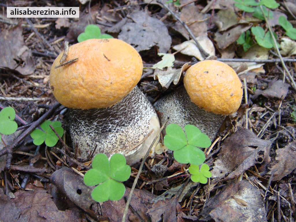 Портрет братьев-подосиновиков 3.07.2023 A Portrait of the Aspen Mushrooms Brothers