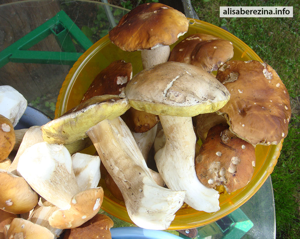 Толстоногие и крепкие белые грибы. 27.07.2023 Thick-stiped and strong porcini mushrooms.