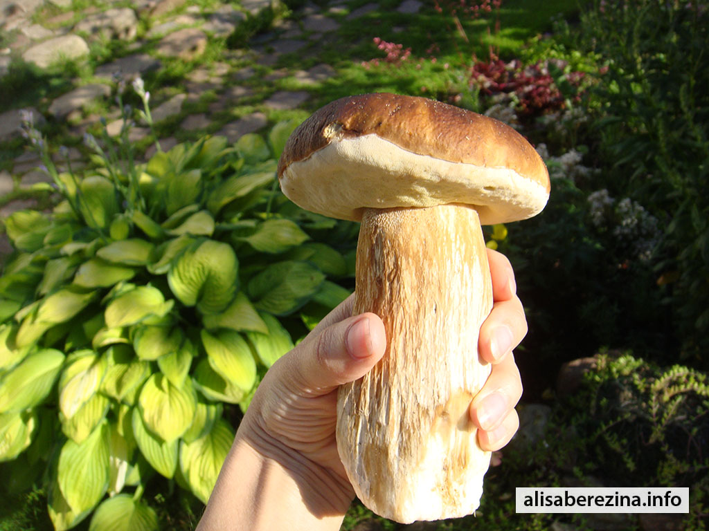 Увесистый белый гриб - боровичок – 290 г. 17.07.2023 A weighty boletus – 290 g.