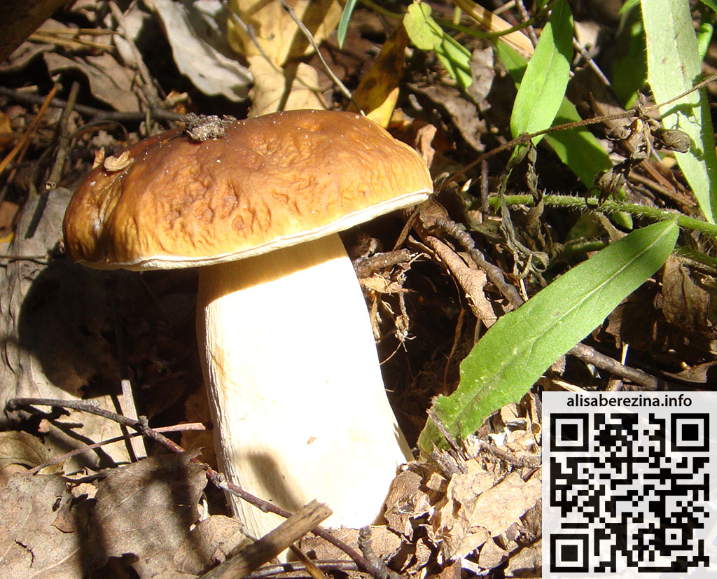 Белый гриб 1.09.2023 Porcini Mushroom