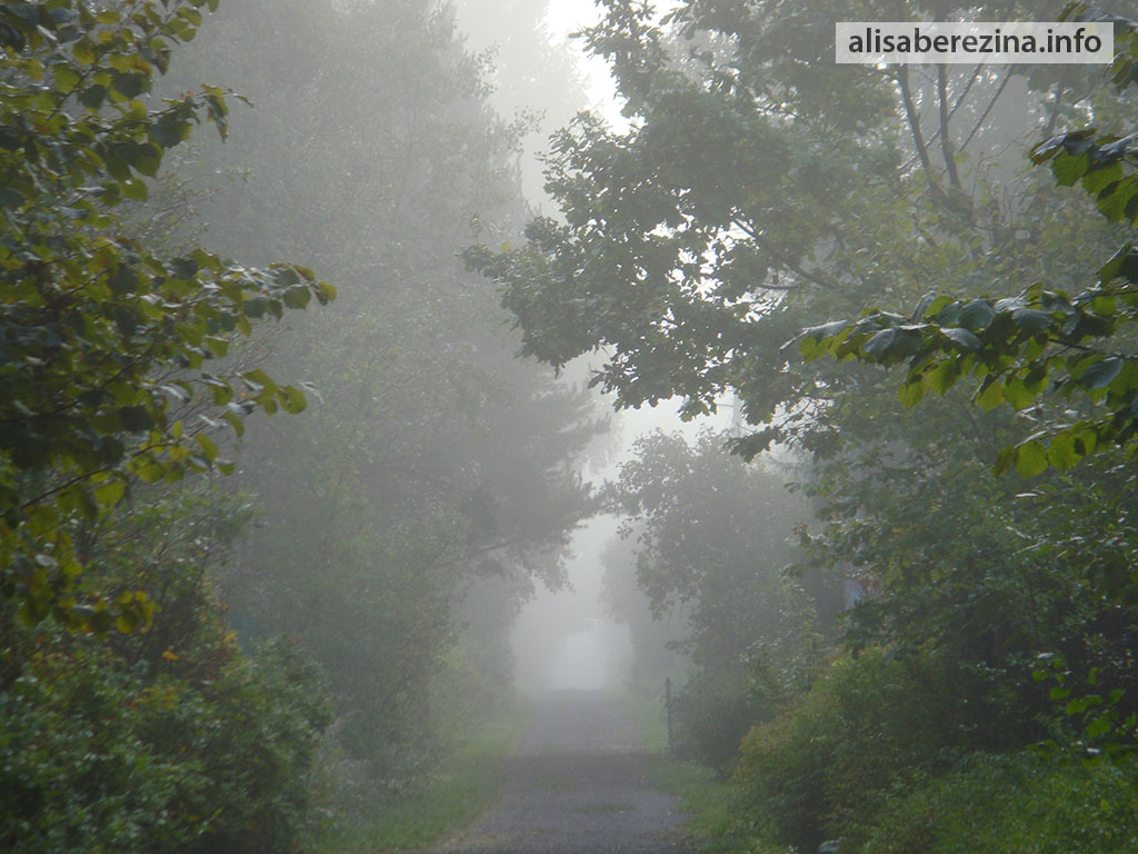 Зелёная улица в тумане 6:56 11.09.2023 Green street in the fog