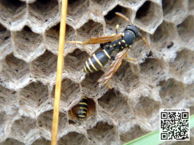 Осиные соты и осы крупным планом. Wasp honeycombs and wasps close-up.