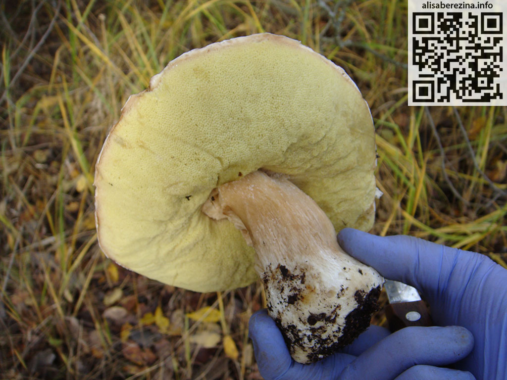 Последний белый гриб в сезоне. Вид снизу. 18.10.2023 The last porcini mushroom of the season. Bottom view.