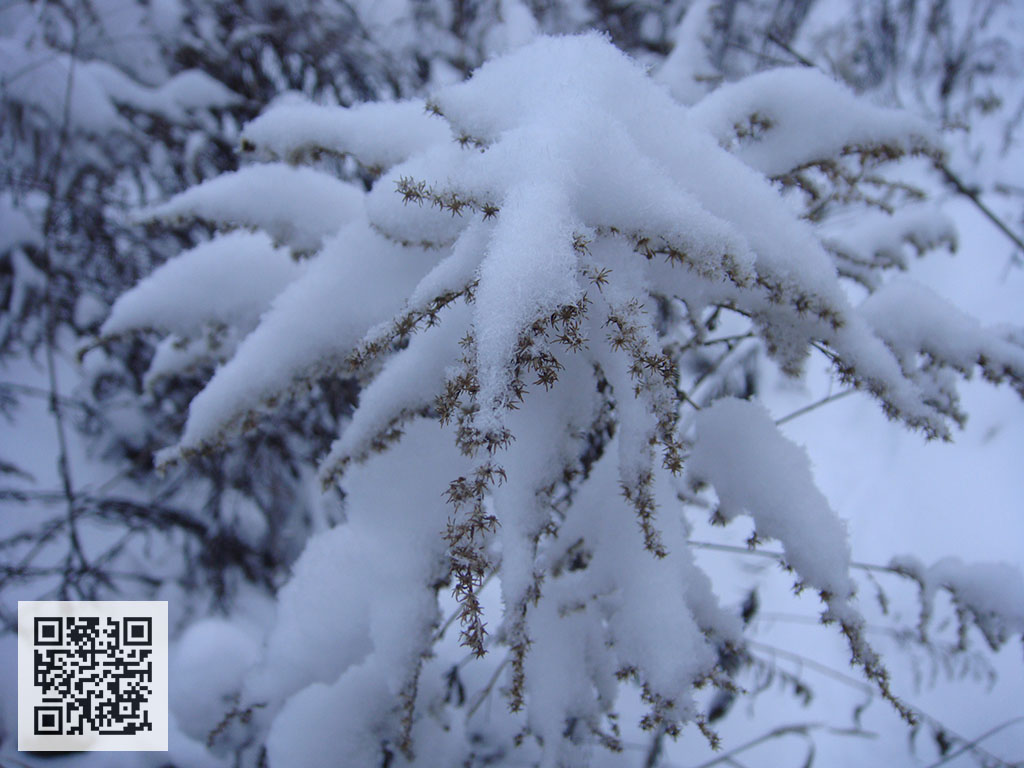 Золотарник в снегу 25.11.2023 Goldenrod in the snow