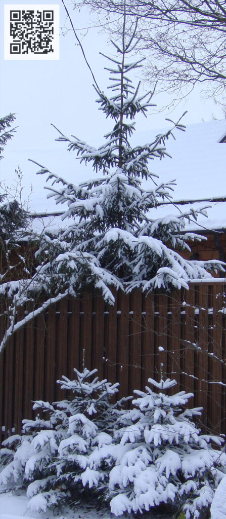 Три ёлки в снегу Three fir trees in the snow