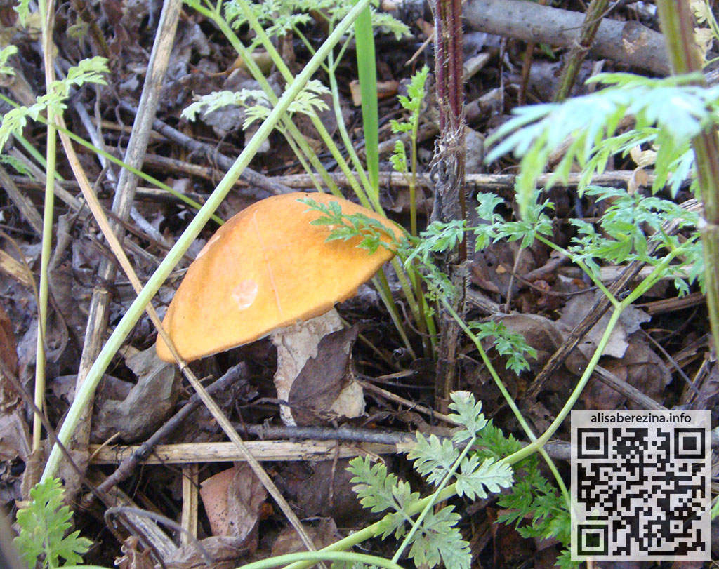 Подосиновик 1.09.2023 Aspen mushroom