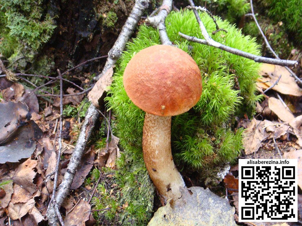 Подосиновик в зелёном мху 10.09.2023 Aspen mushroom in green moss 