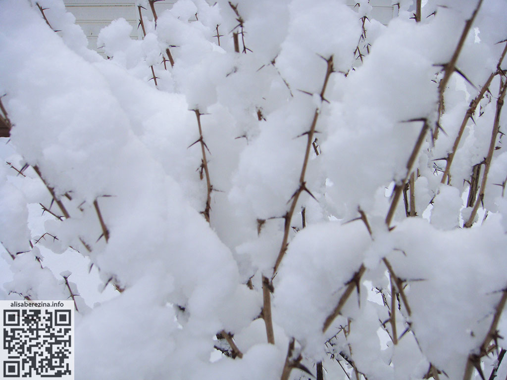 Колючий крыжовник в снегу / Prickly gooseberries in the snow