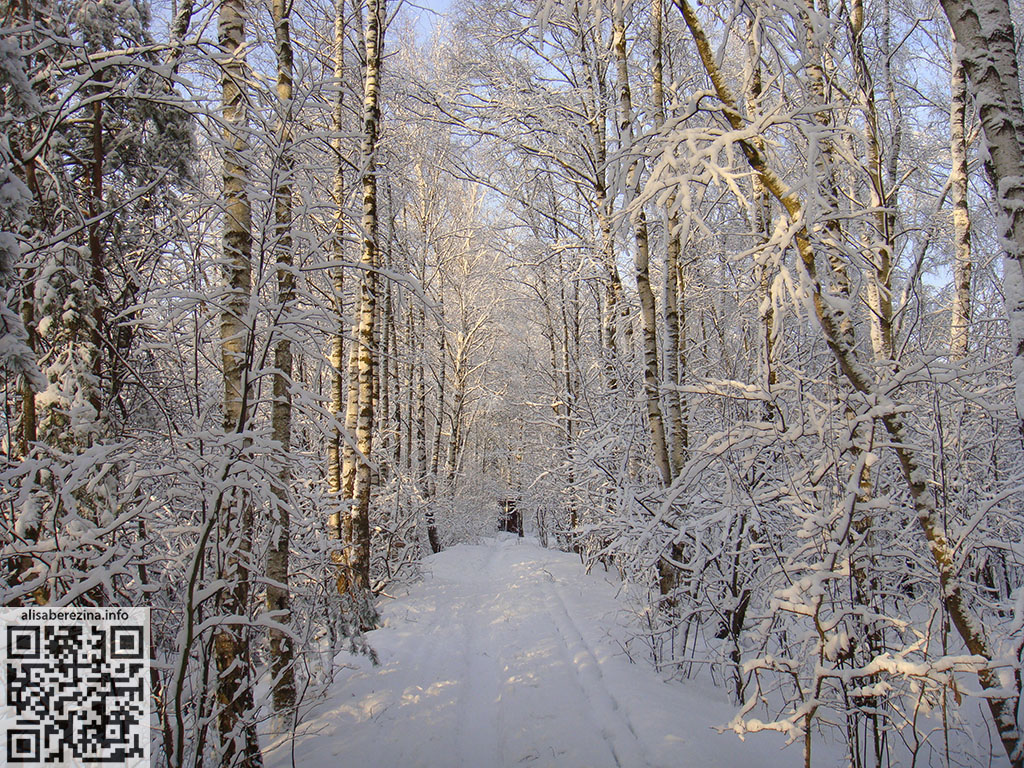 Наша снежная солнечная аллея / Our snowy sunny alley