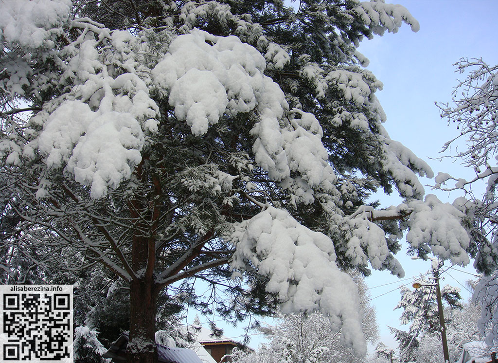 Снежные сосновые лапы / Snowy Pine Paws