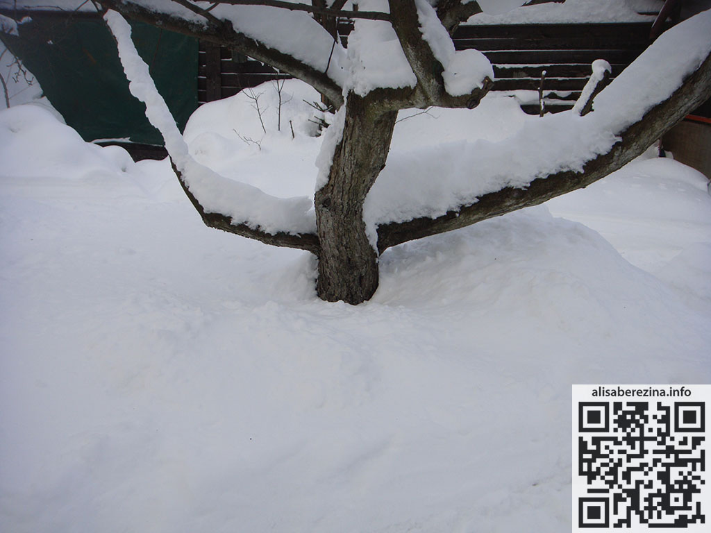 Яблоня утонула в снегу / An apple tree sank into the snow