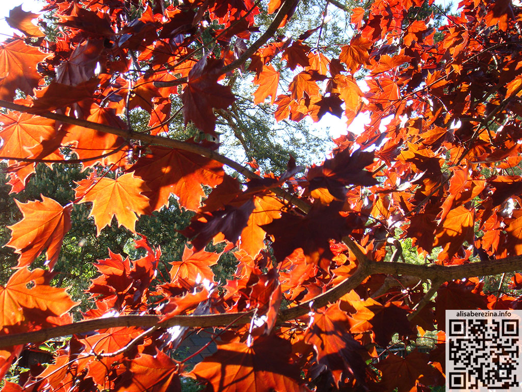 Листья красного клёна на солнце / Red maple leaves in the sun