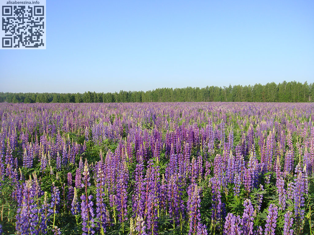 Фиолетовое поле люпинов / Purple Field of Lupines