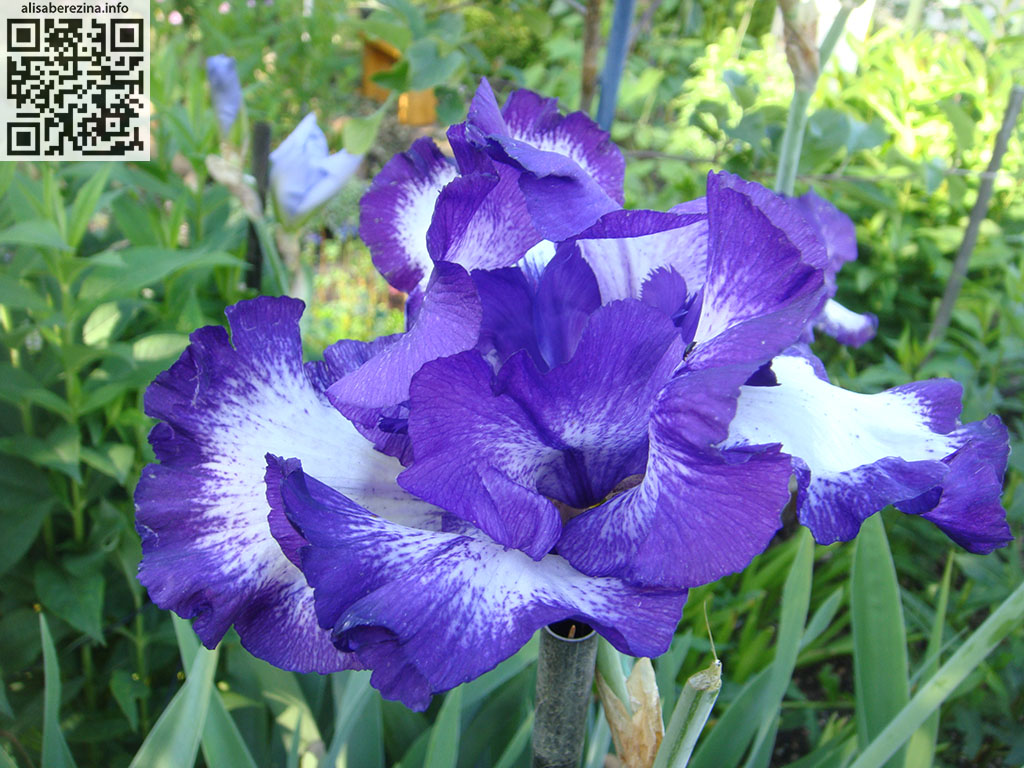 Необычный ирис с пятью нижними лепестками / An unusual iris with five lower petals