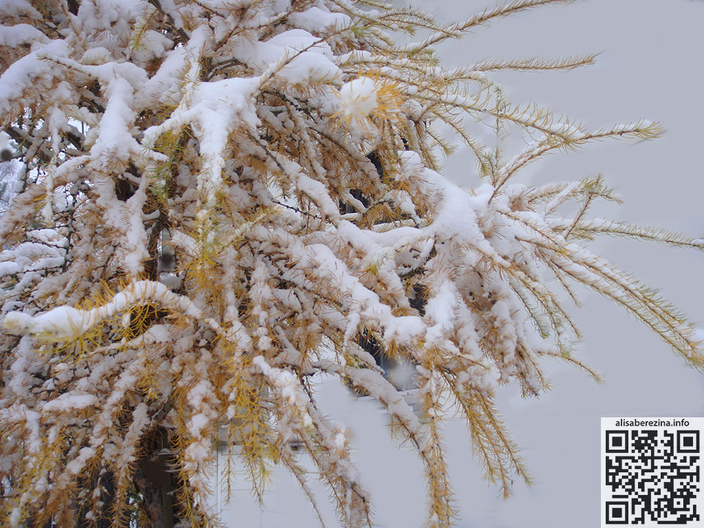 Жёлтая лиственница в снегу 4.11.2024 Yellow larch in the snow