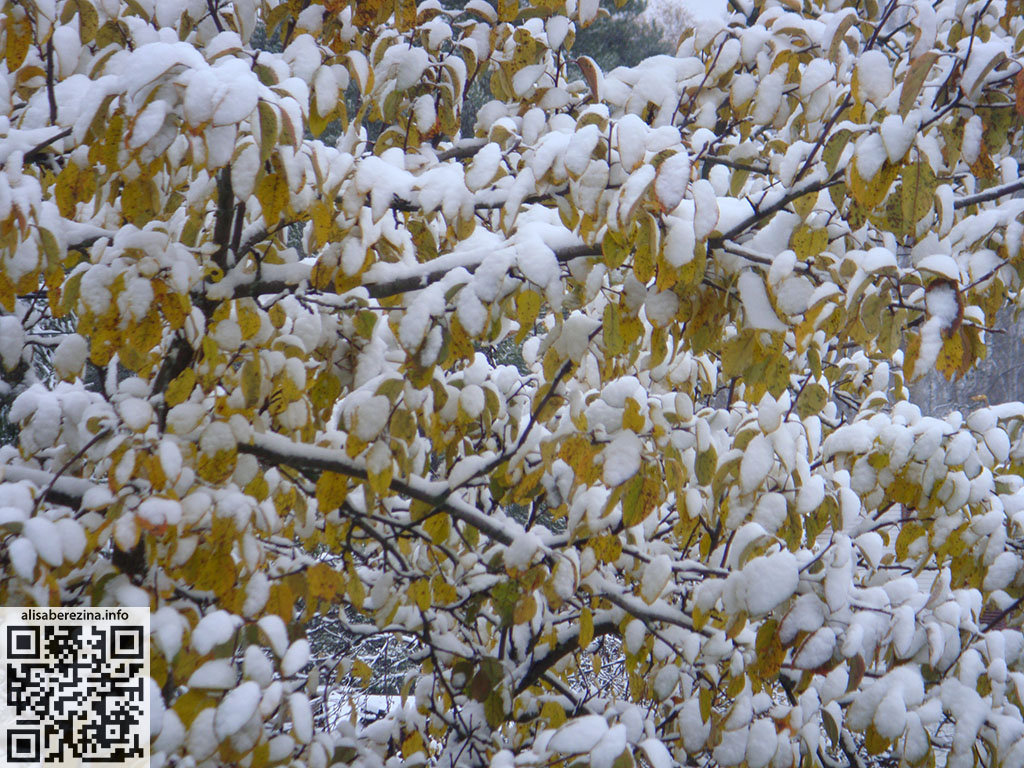 Яблоня с жёлтыми листьями в снегу 4.11.2024 Apple tree with yellow leaves in the snow