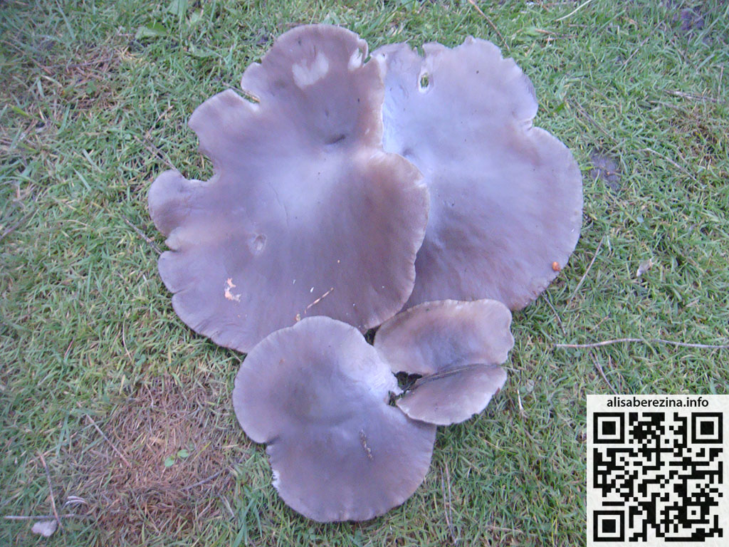 Вешенки в ноябре Oyster mushrooms in November